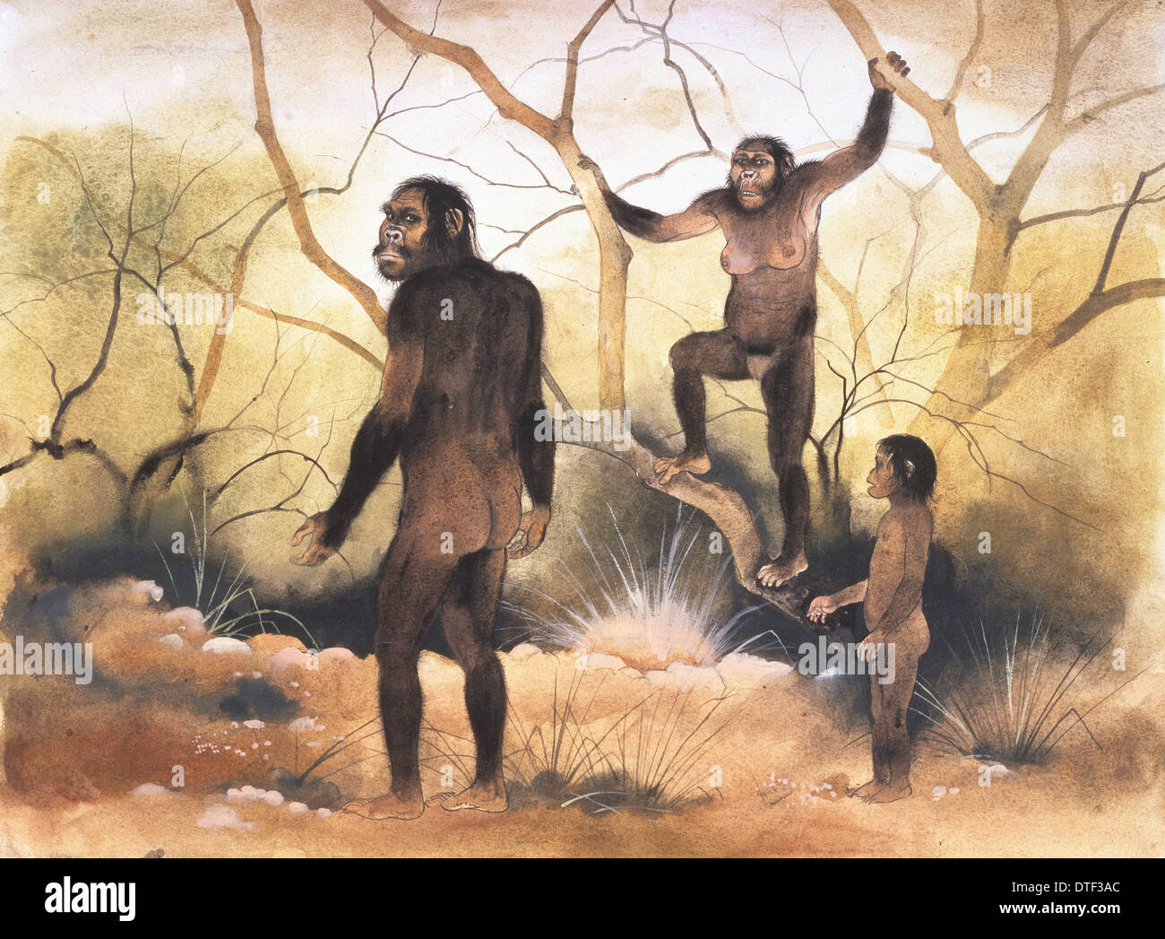 Australopithecus illustration Fotos und Bildmaterial in hoher