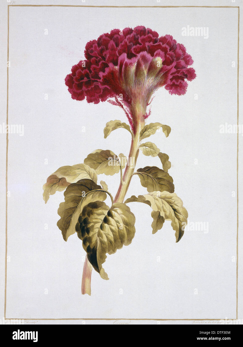 Folio 70 aus einer Sammlung von Blumen von John Edwards Stockfoto