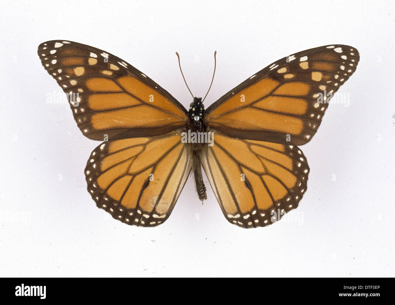 Danaus Plexippus Monarch-Schmetterling Stockfoto