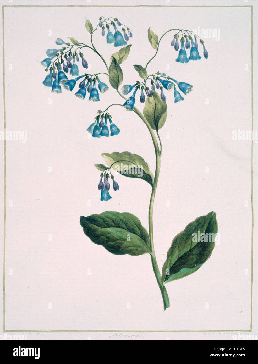 Folio 71 aus einer Sammlung von Blumen von John Edwards Stockfoto
