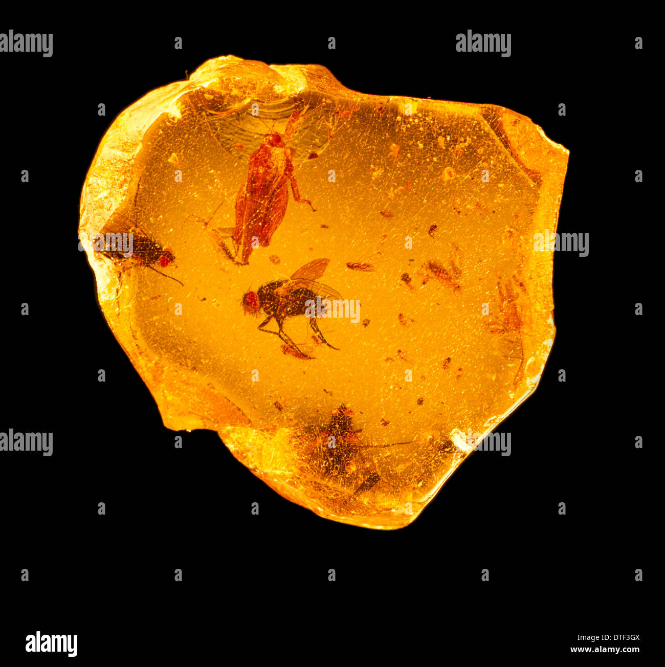 Insekten in kopal Stockfoto