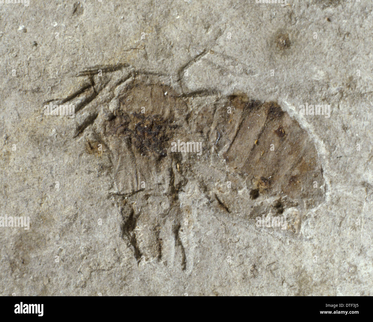 Anthophorites Titania, fossile Biene Stockfoto