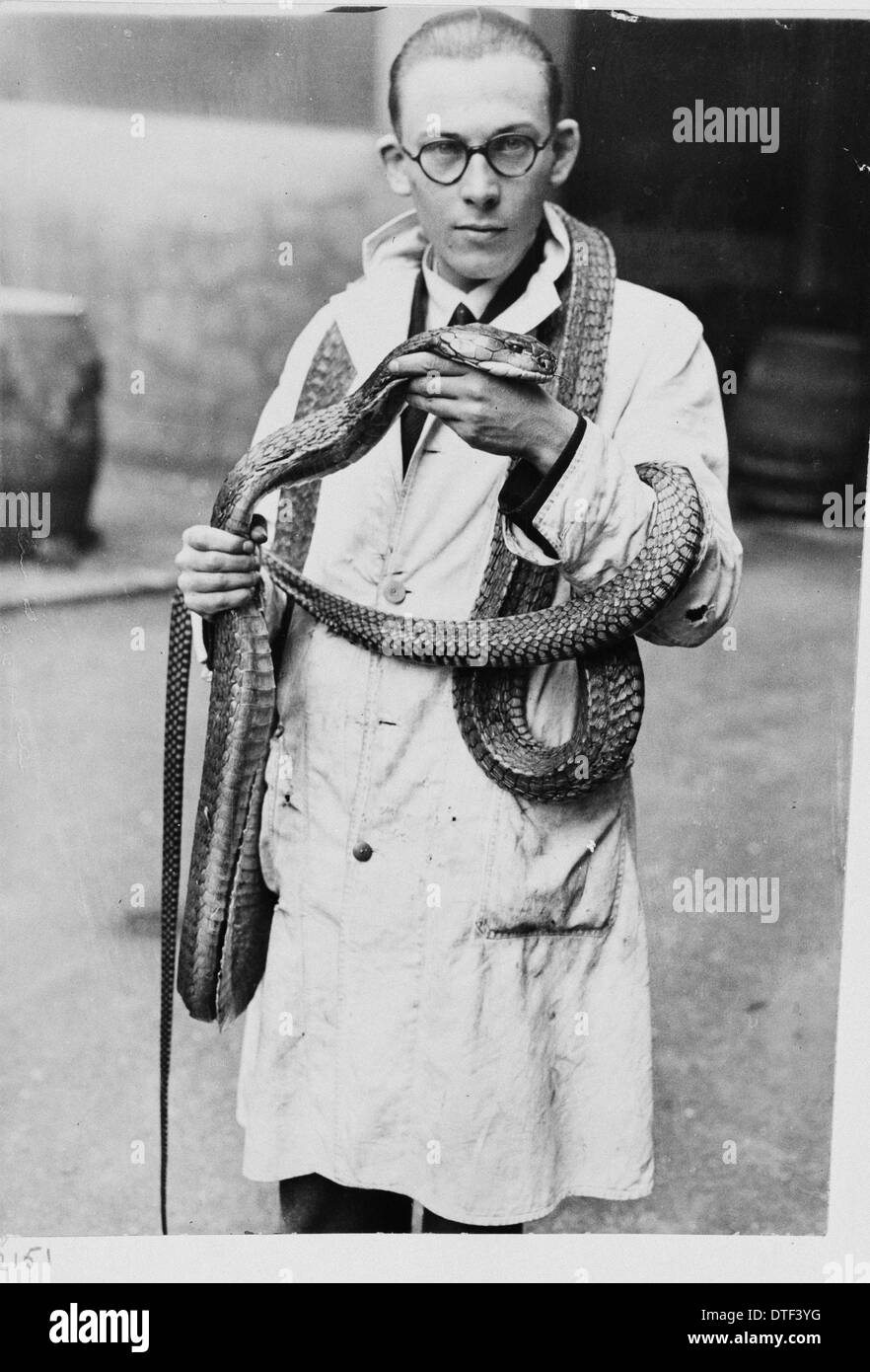 Mann trägt Schlange, 1930er Jahre Stockfoto