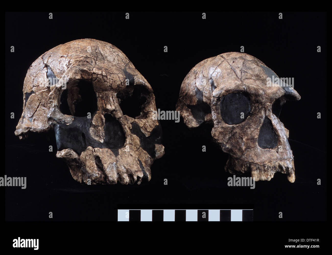 Homo Rudolfensis (KNM-ER 1470) Homo Habilis (KNM-ER 1813) Stockfoto