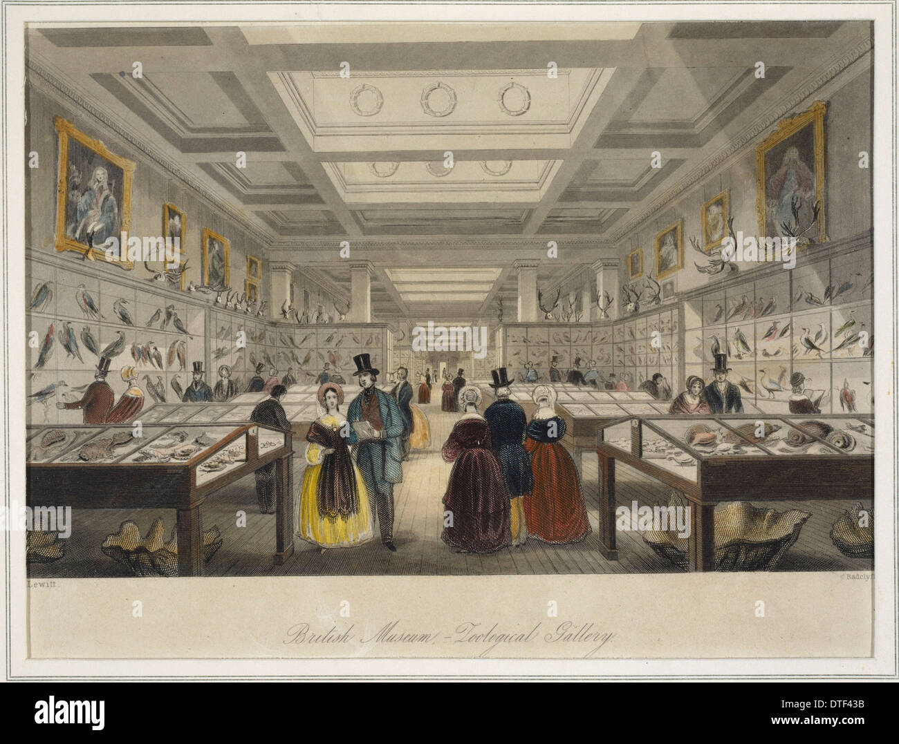 Das British Museum zoologischen Galerie Stockfoto