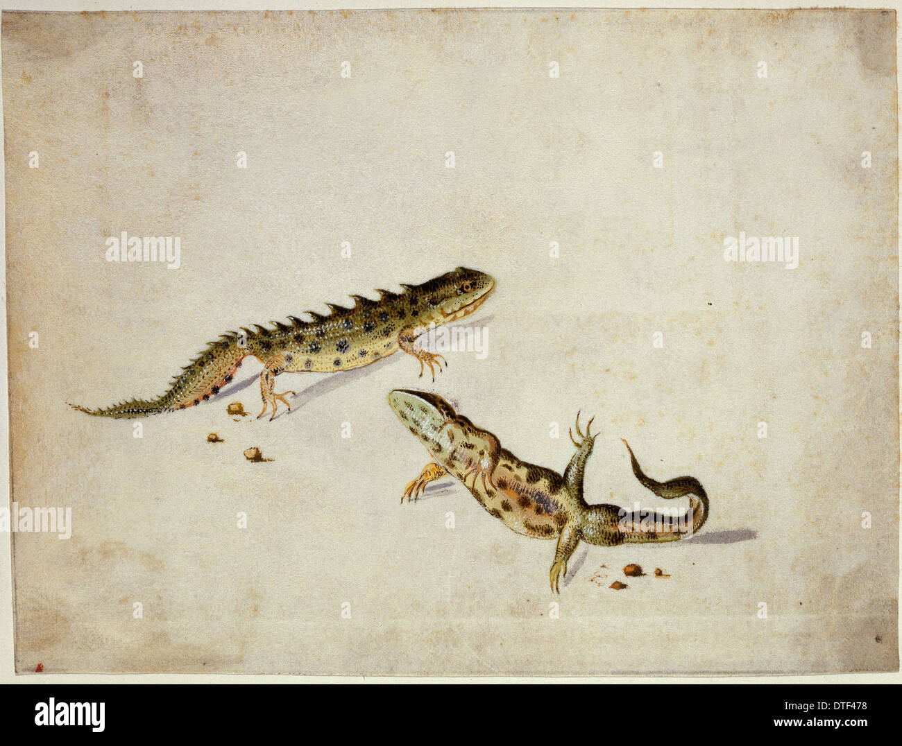 Salamander Stockfoto