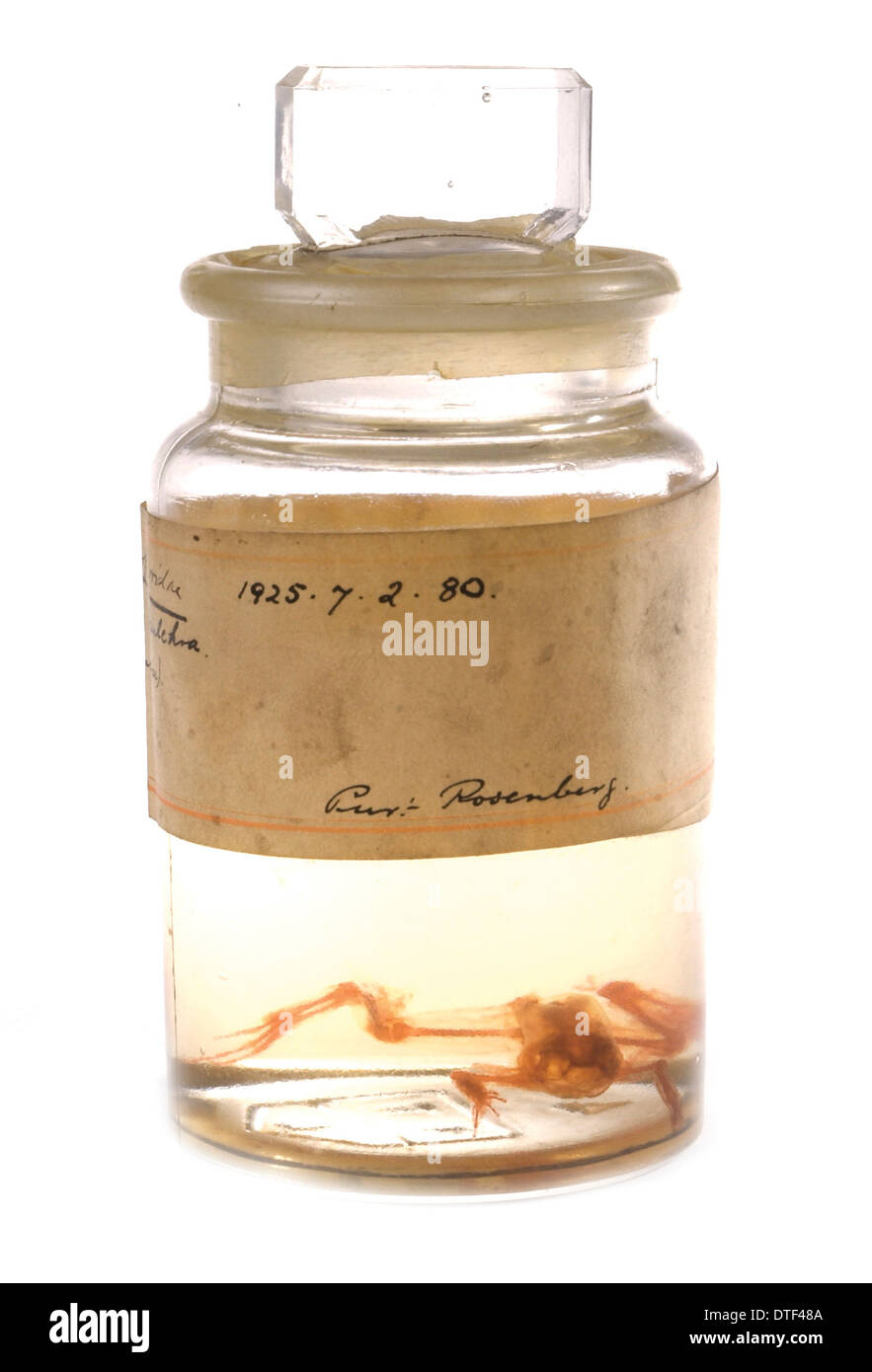 Mantella Pulchra, Frosch Stockfoto