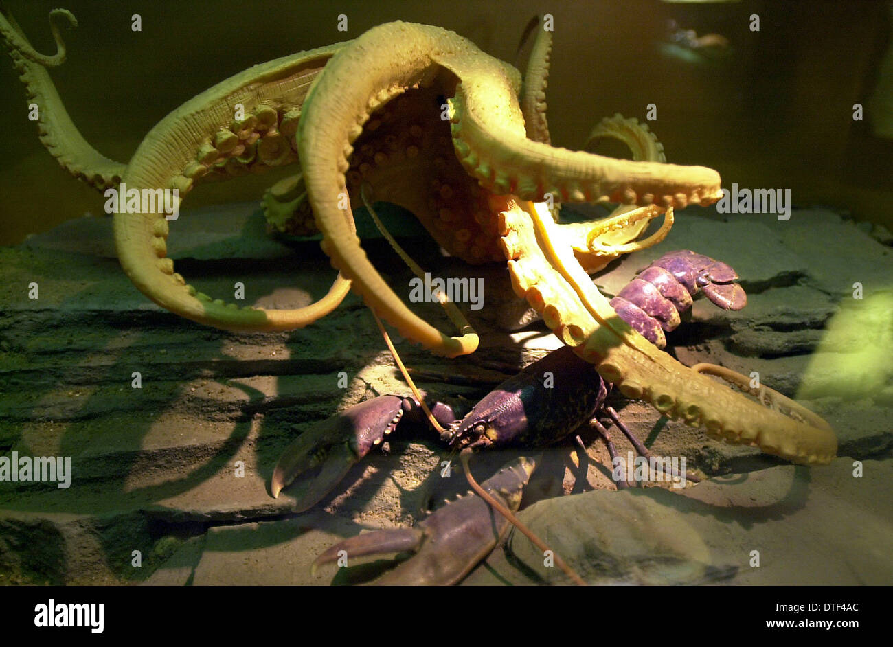 Octopus Vulgaris, gemeinsame Krake Stockfoto