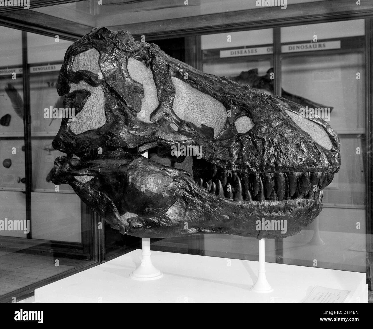 Anatomie des tyrannosaurus rex -Fotos und -Bildmaterial in hoher