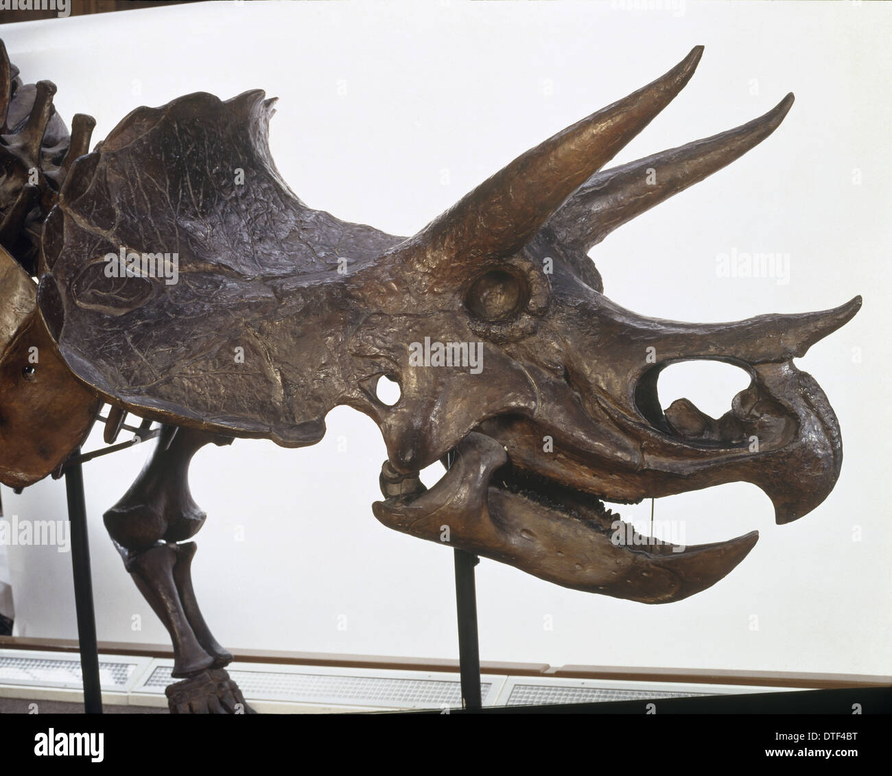 Triceratops Schädel Stockfoto