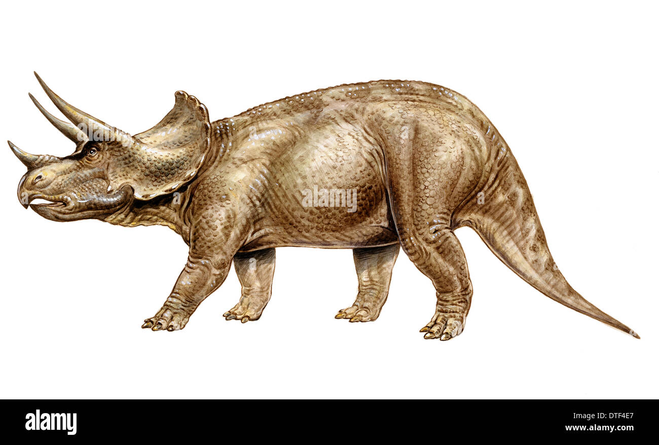 Triceratops Stockfoto