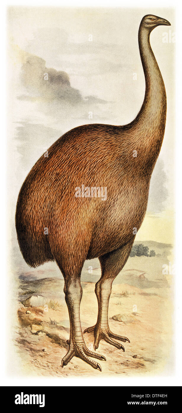 South island giant moa Fotos und Bildmaterial in hoher Auflösung Alamy South island giant moa Fotos und Bildmaterial in hoher Auflösung Alamy