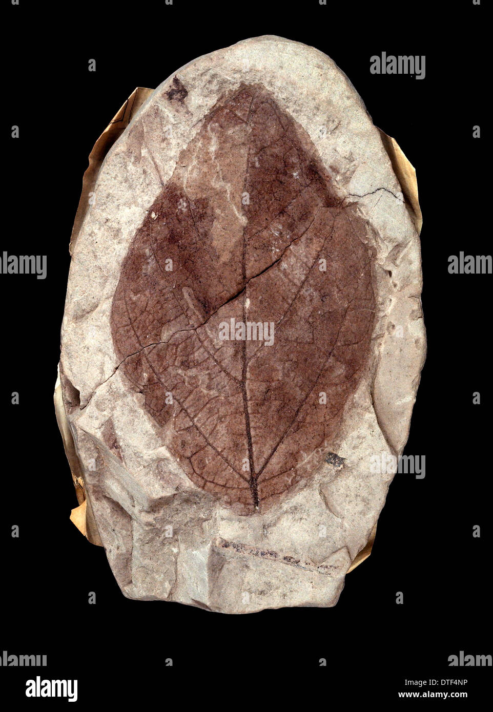 Credneria Verbreitungsgebiet Stockfoto