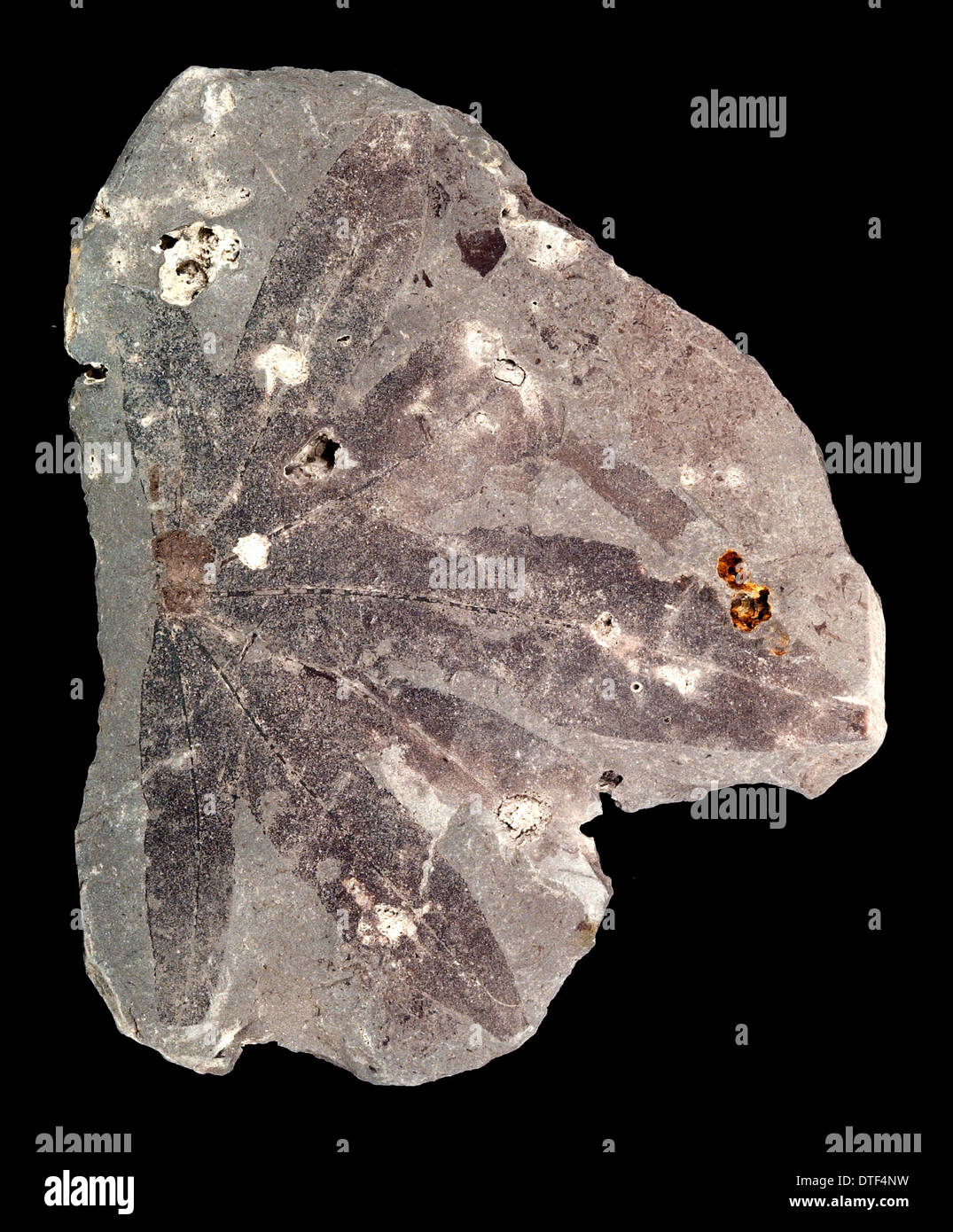 Aralia kowalewskiana Stockfoto