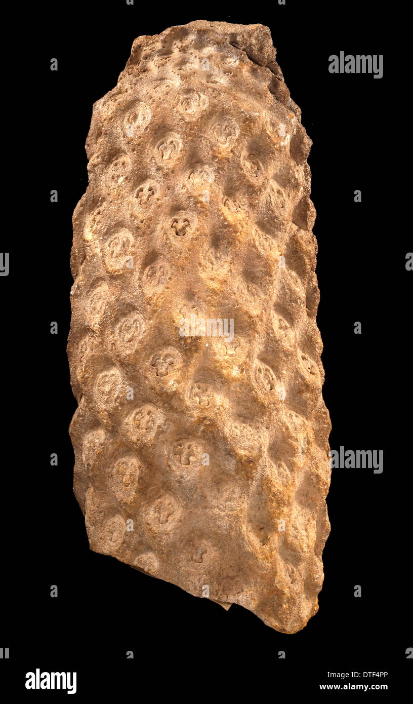 Protopteris Stockfoto