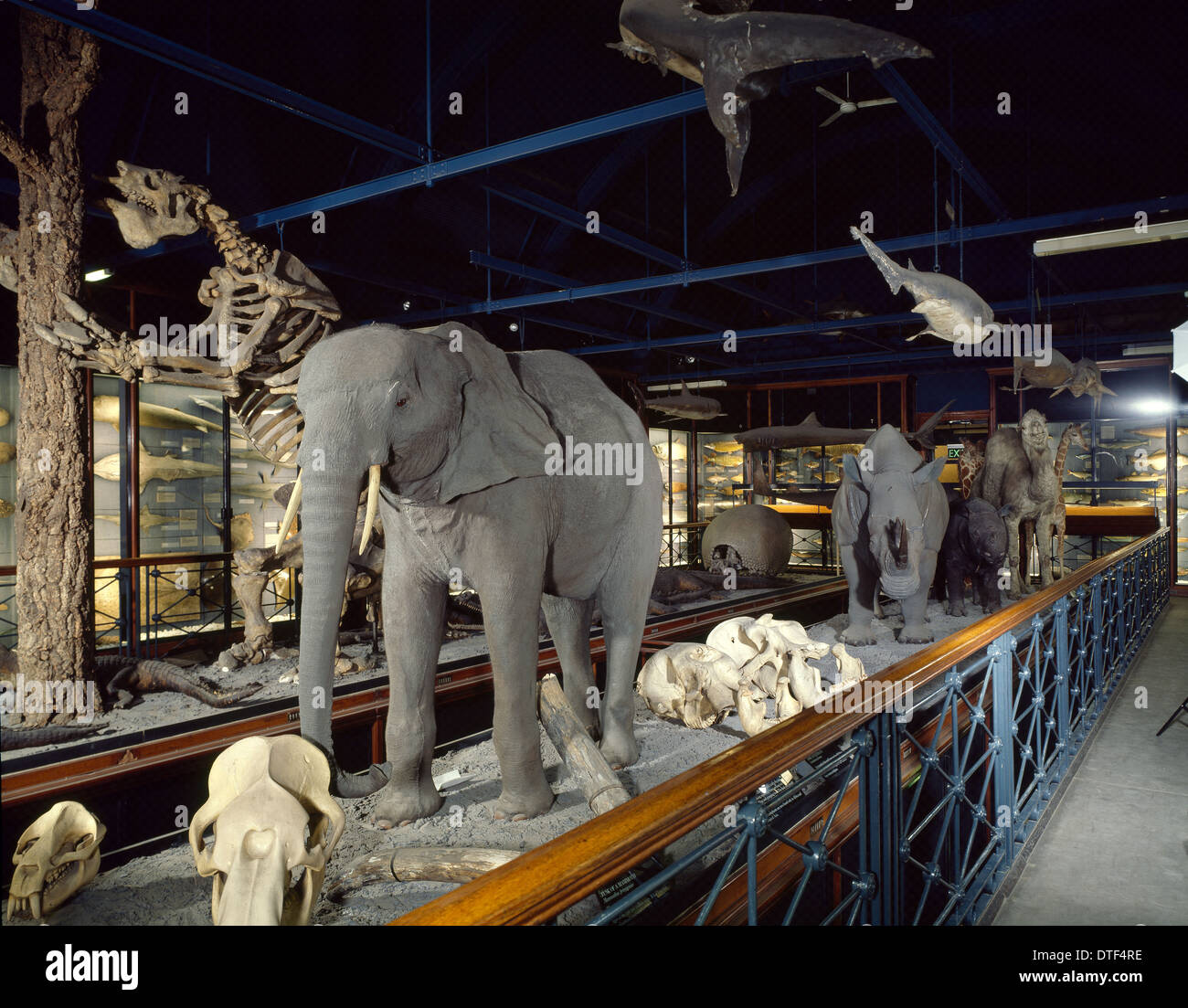 Großen Säugetiere Ausstellung im Natural History Museum in Tring Stockfoto