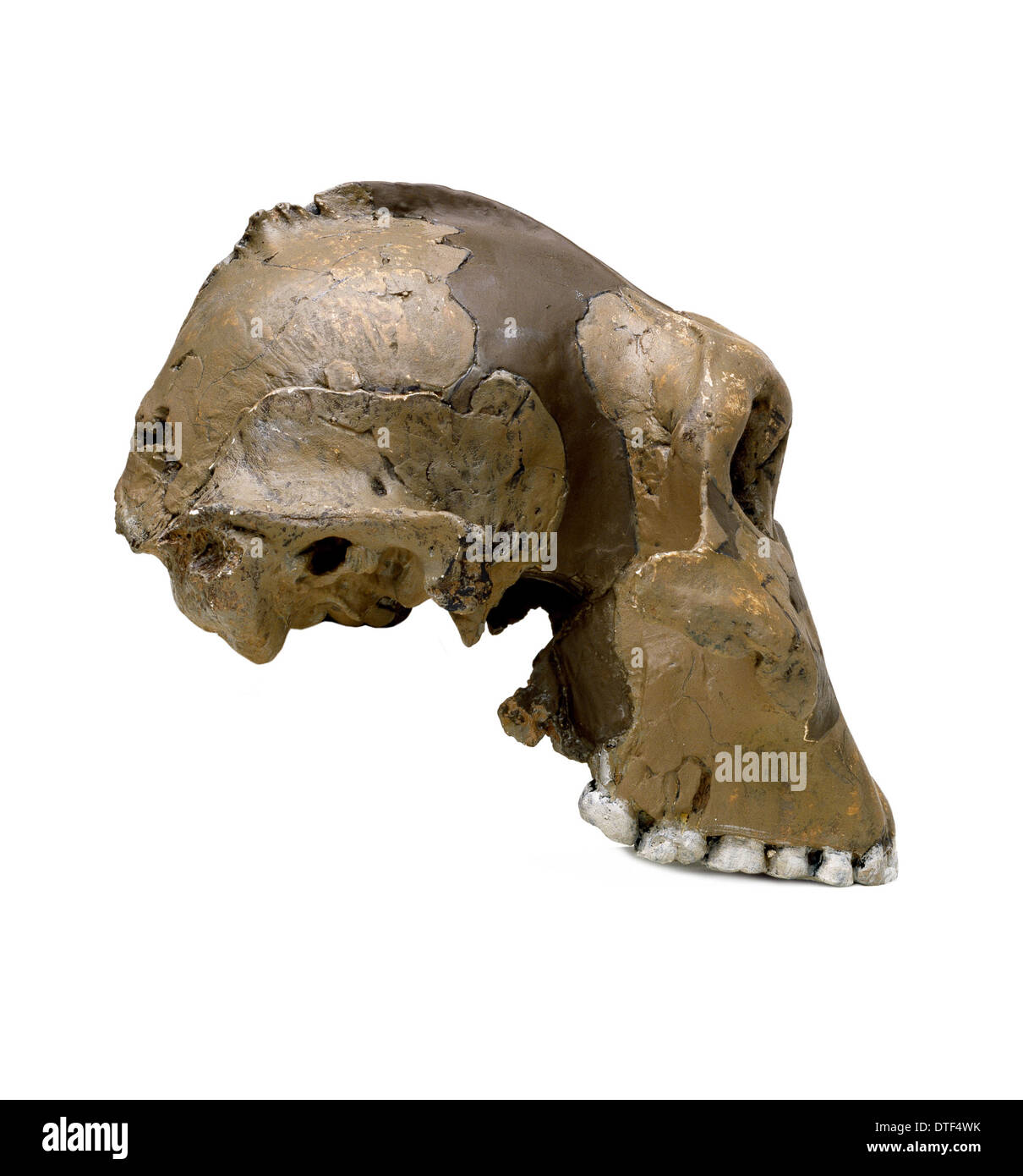 Paranthropus robustus (Zinjanthropus) Schädel (OH5) Stockfoto