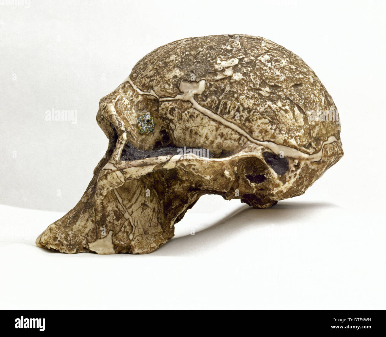 Australopithecus Africanus Schädel (Sts-5) Stockfoto