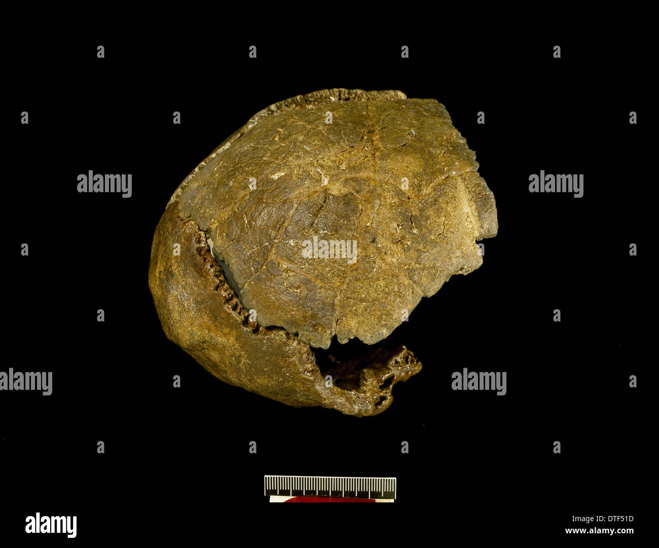 Homo Neanderthalensis (Swanscombe 1) Schädel Stockfoto