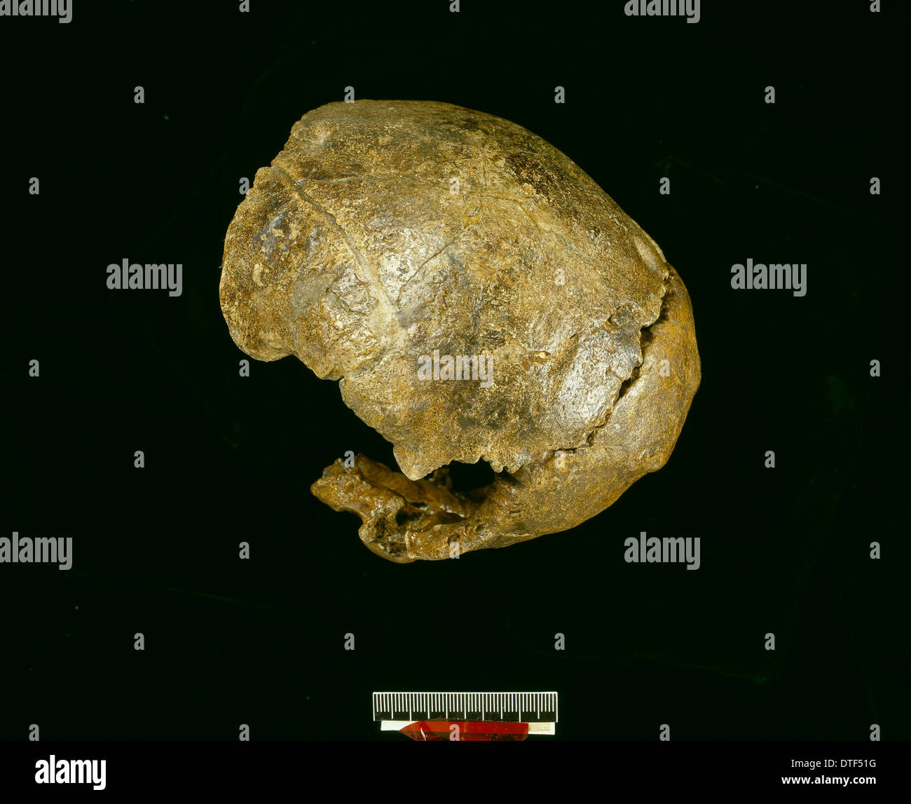 Homo Neanderthalensis (Swanscombe 1) Schädel Stockfoto