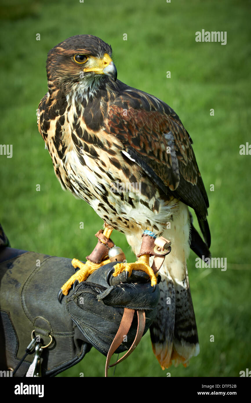 Harris Hawk (Parabuteo Unicinctus) Raubvogel Stockfoto