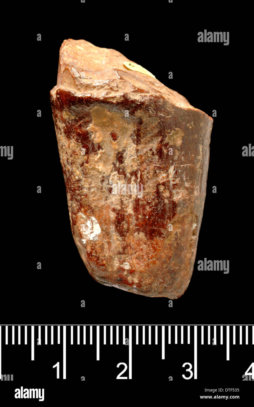 Piltdown Stegodon Zahn Stockfoto