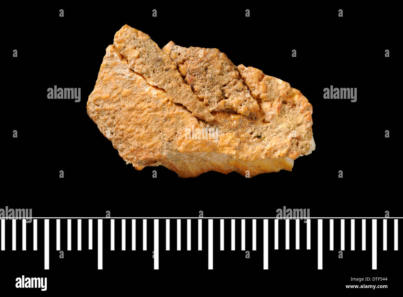 Piltdown Stegodon Zahn Stockfoto