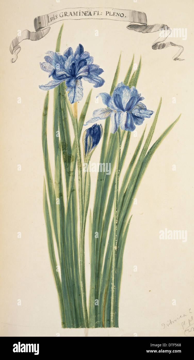 Iris Sibirica, Sibirische Schwertlilie Stockfoto