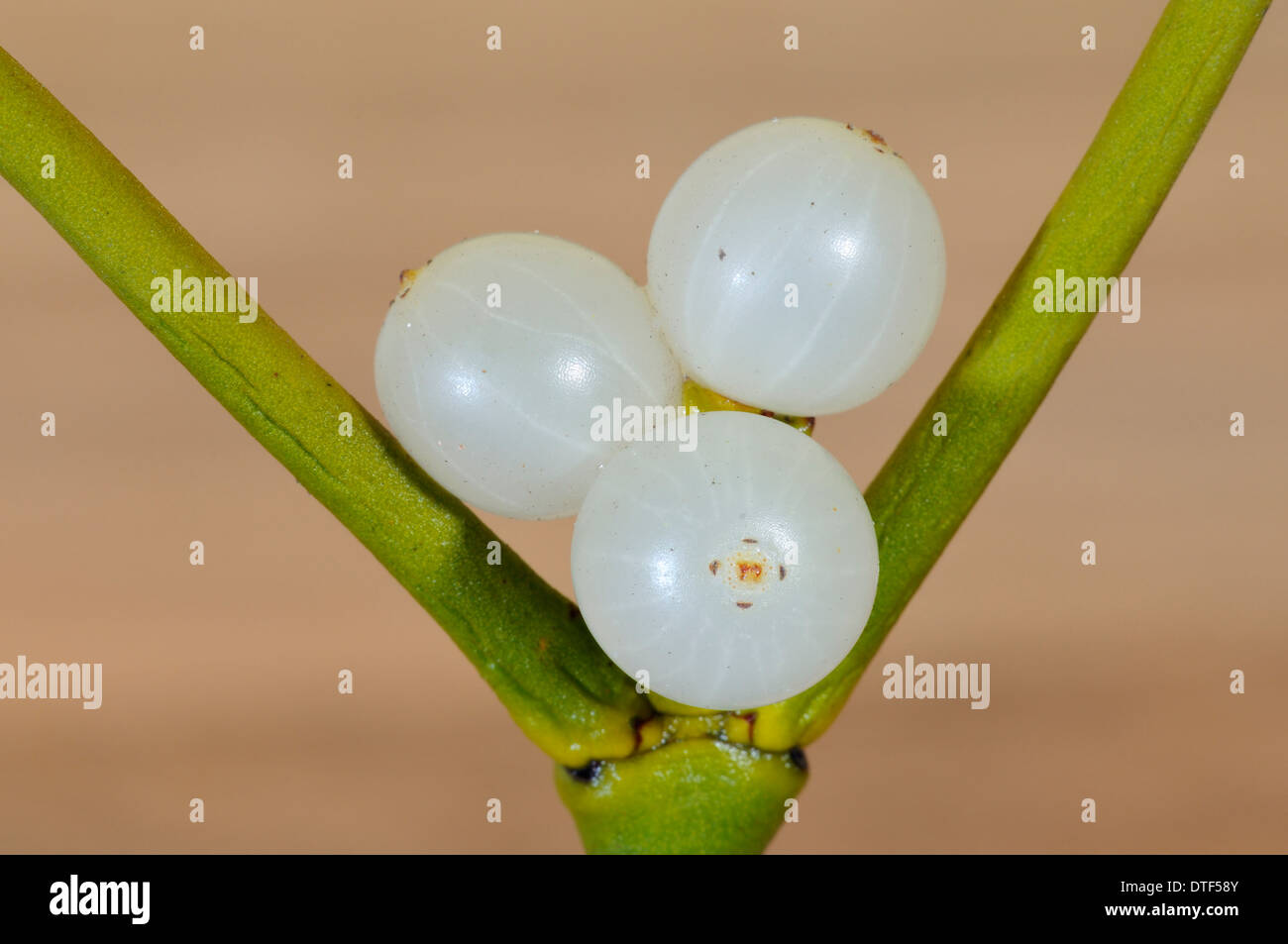 Drei weiße Mistel Beeren - Viscum album Stockfoto