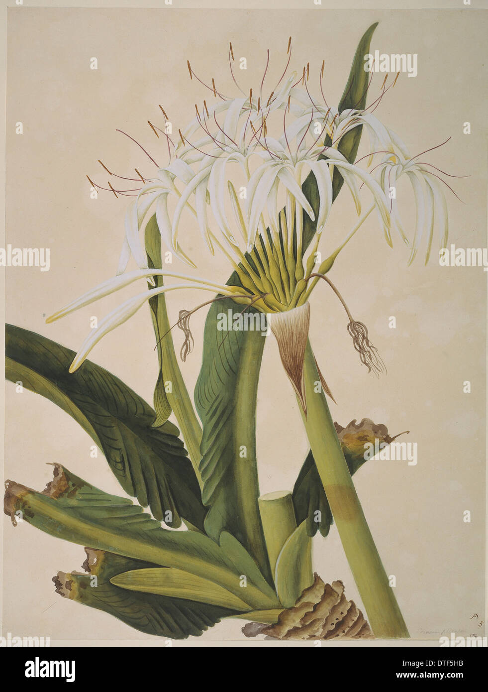 Pflanze-Illustration Stockfoto
