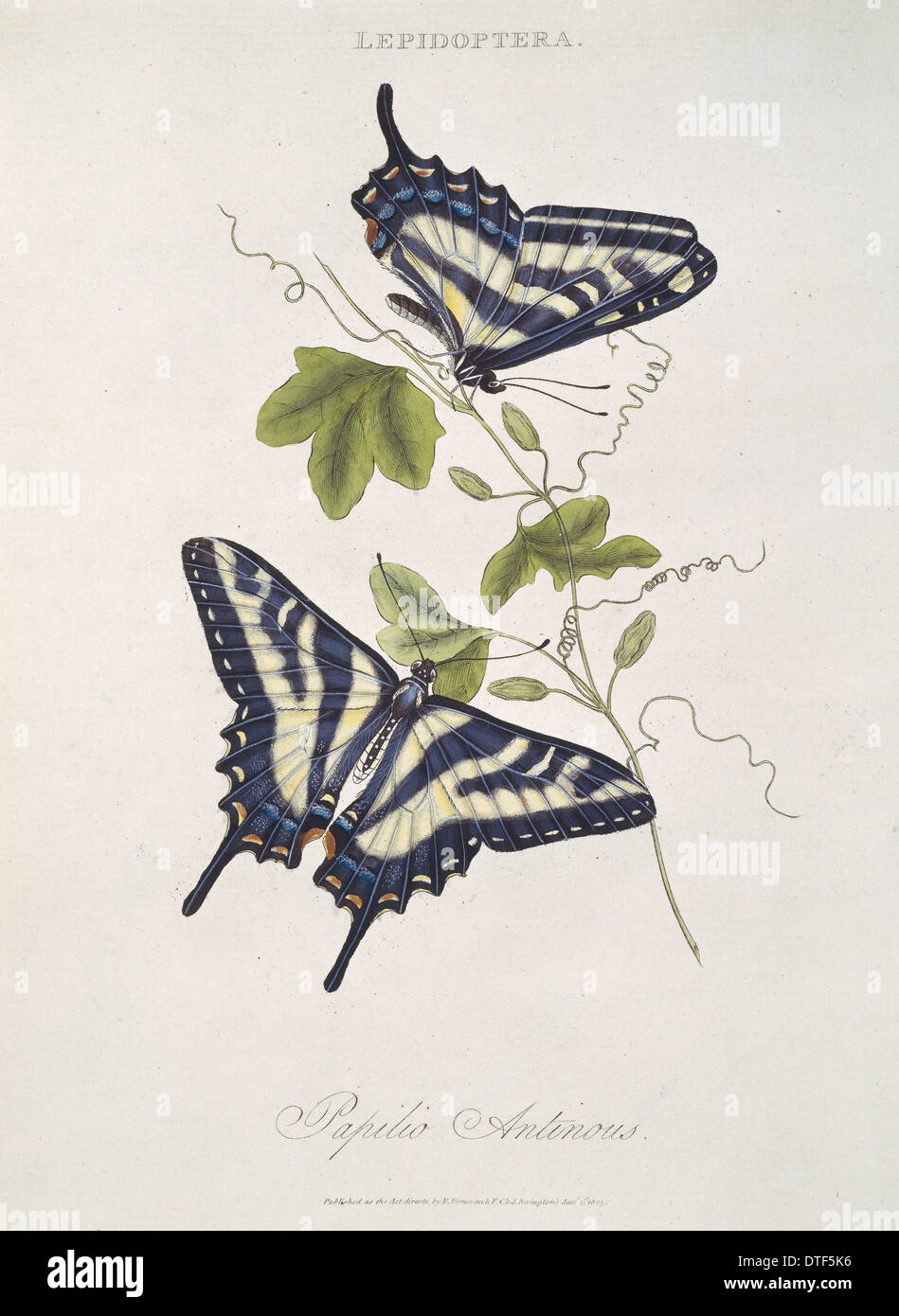 Papilio SP., Schmetterlinge Stockfoto