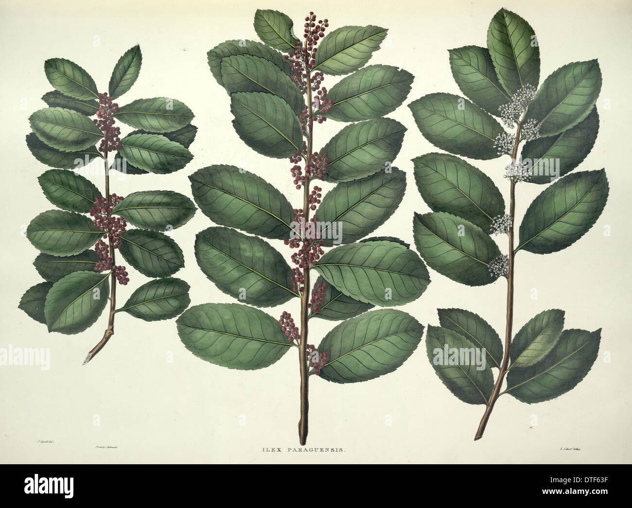 Paraguay stechpalme -Fotos und -Bildmaterial in hoher Auflsung  Alamy