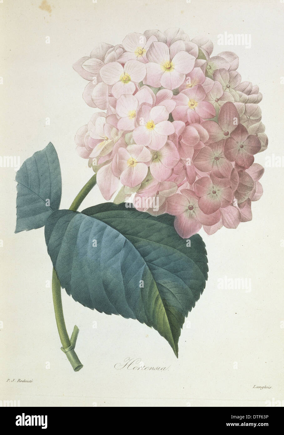 Hydrangea Hortensis, französische Hortensie Stockfoto