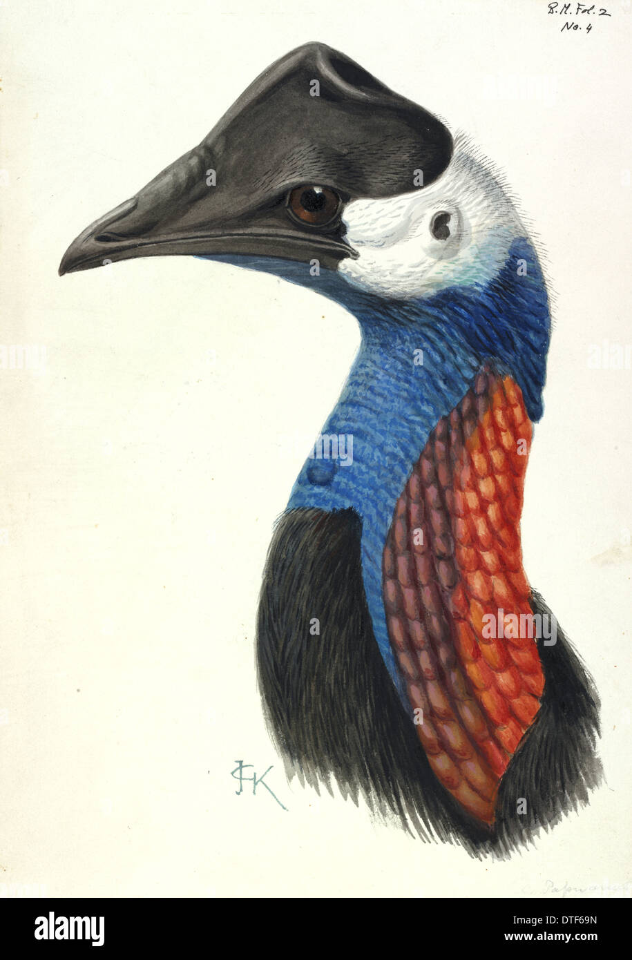 Casuarius Zwerg Kasuar Stockfotografie Alamy