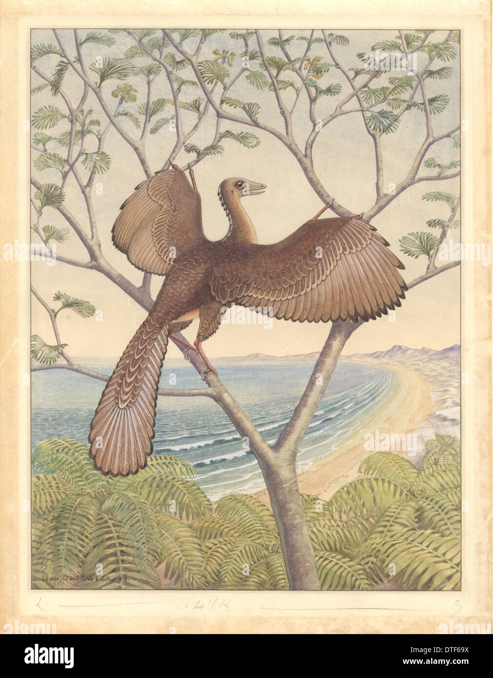 Archaeopteryx Fotos und Bildmaterial in hoher Auflösung Alamy