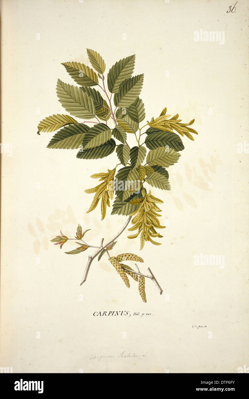 Carpinus Betulus L., Hainbuche Stockfoto