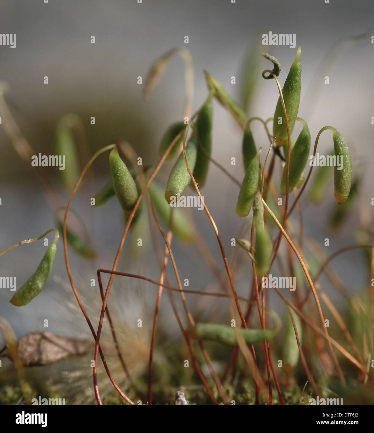 Bryum Capillare, Bryum Moos Stockfoto