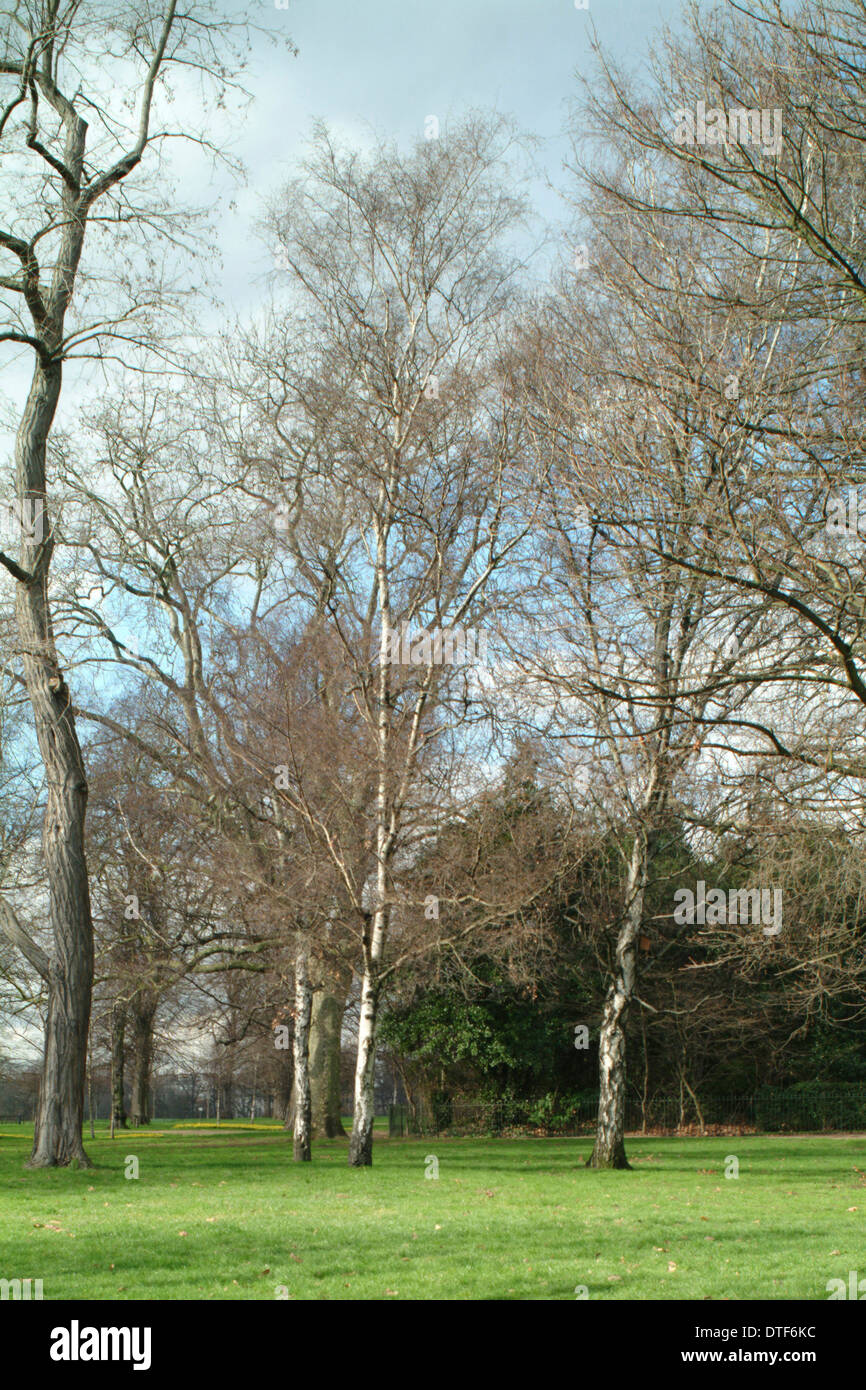 Betula Pendel, Silver birch Stockfoto