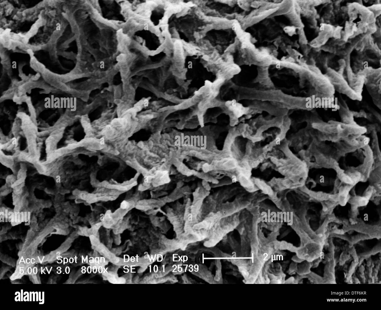 Cystopteris Diaphana, durchscheinenden Blase Farn Stockfoto