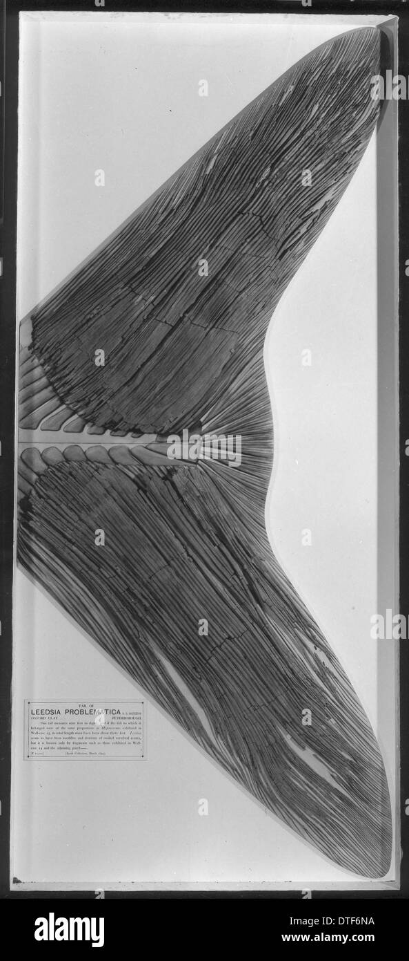 Leedsichthys problematicus Stockfoto