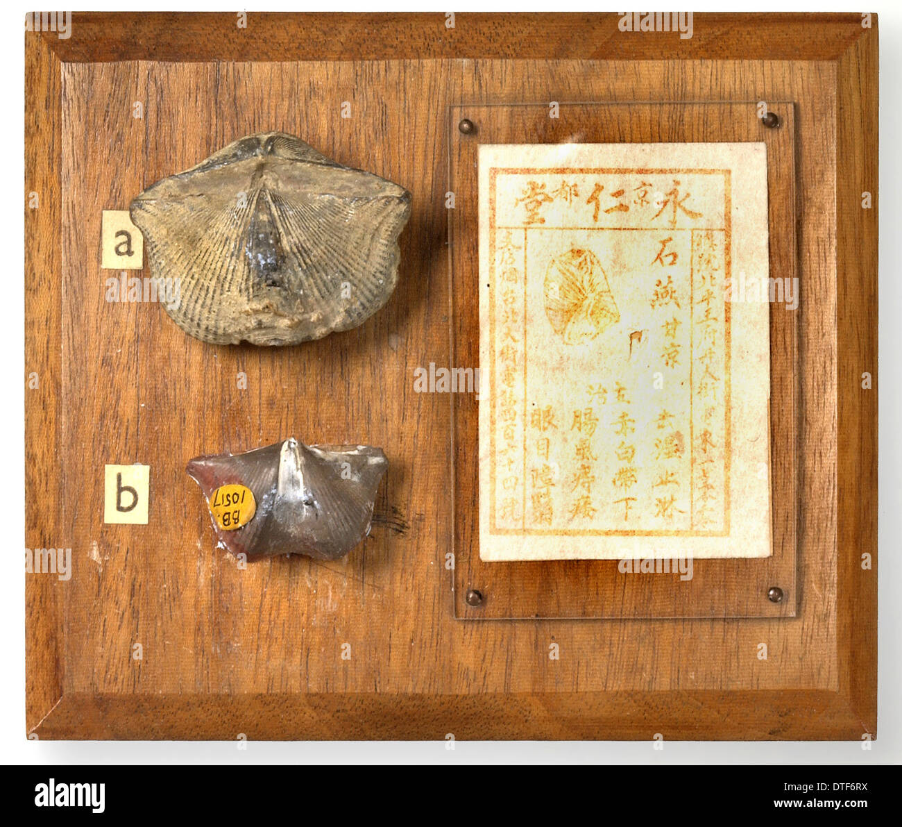Brachiopoden montiert mit chinesischen medizinischen Rezept Stockfoto