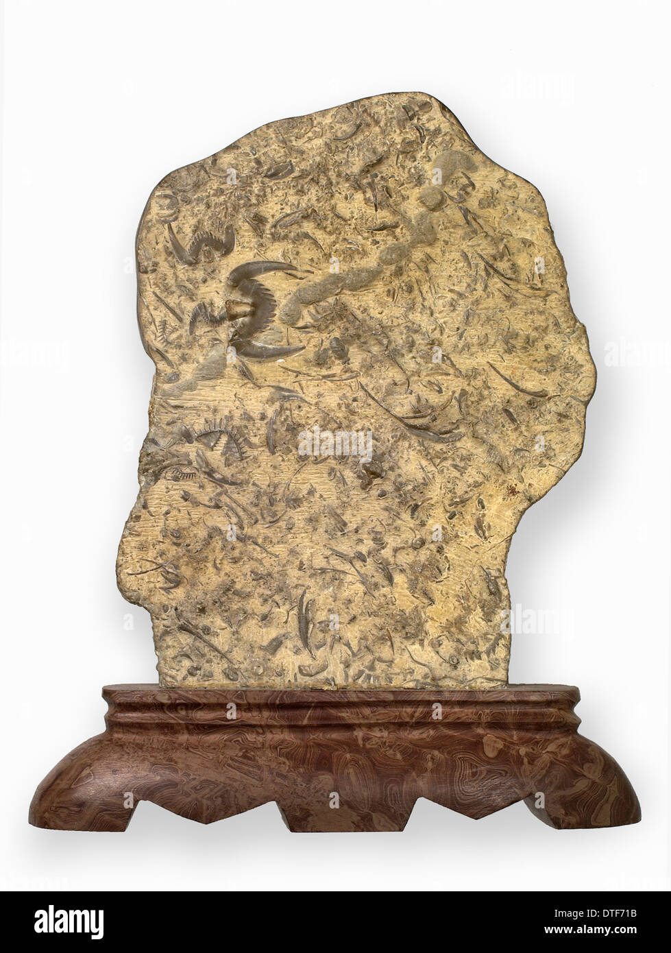 Schmetterling Stein Hu-sterben-Shih Trilobiten Stockfoto