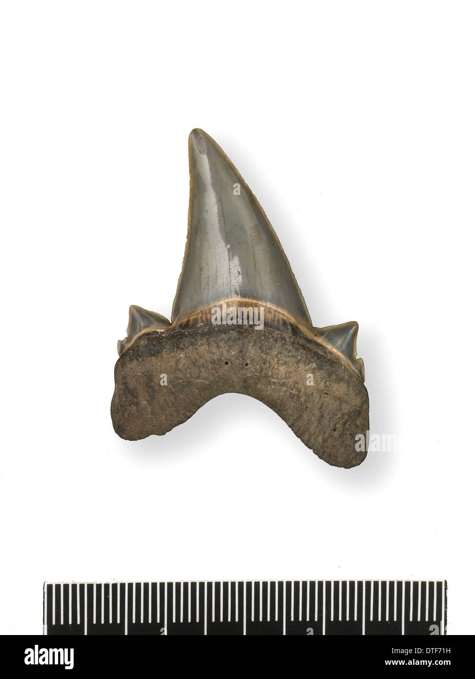 Tonguestone (Haizahn) mit seitlichen Dentikeln Stockfoto
