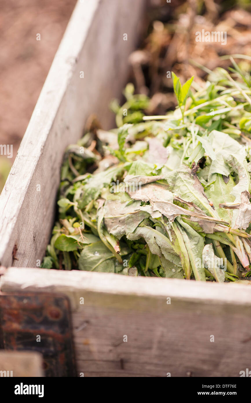 Nahaufnahme von Kompost im Garten voller pflanzlicher Abfälle Stockfoto