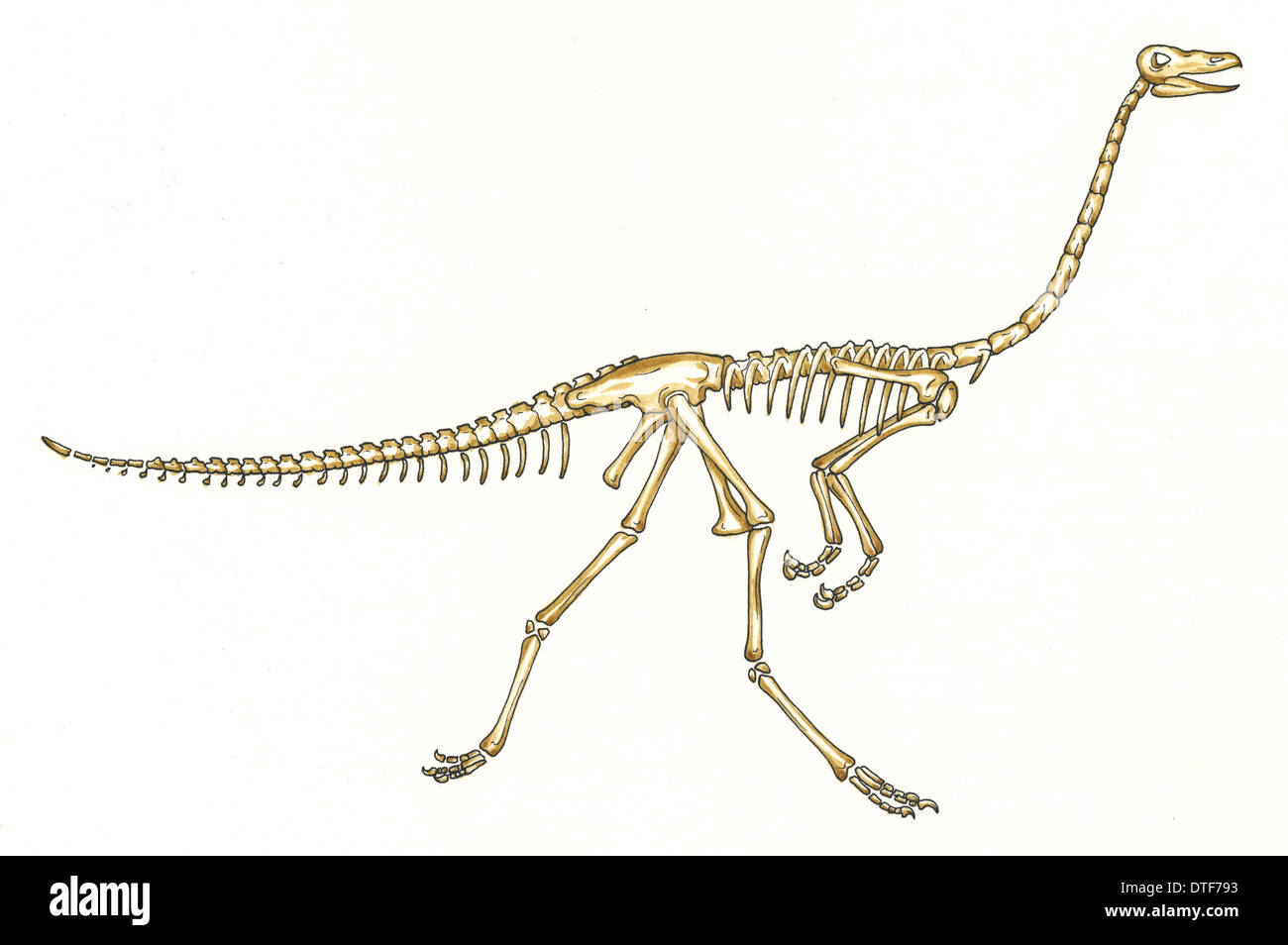 Gallimimus Skelett Stockfoto