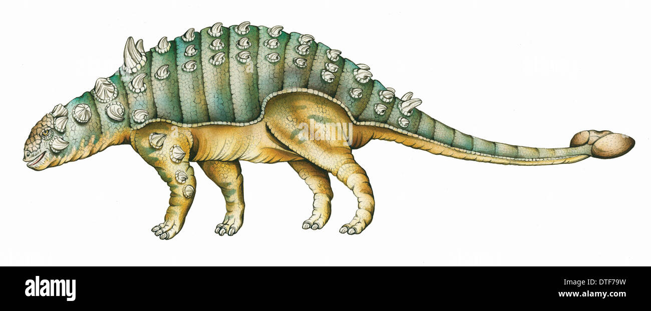 Stereocephalus Fotos und Bildmaterial in hoher Auflösung Alamy