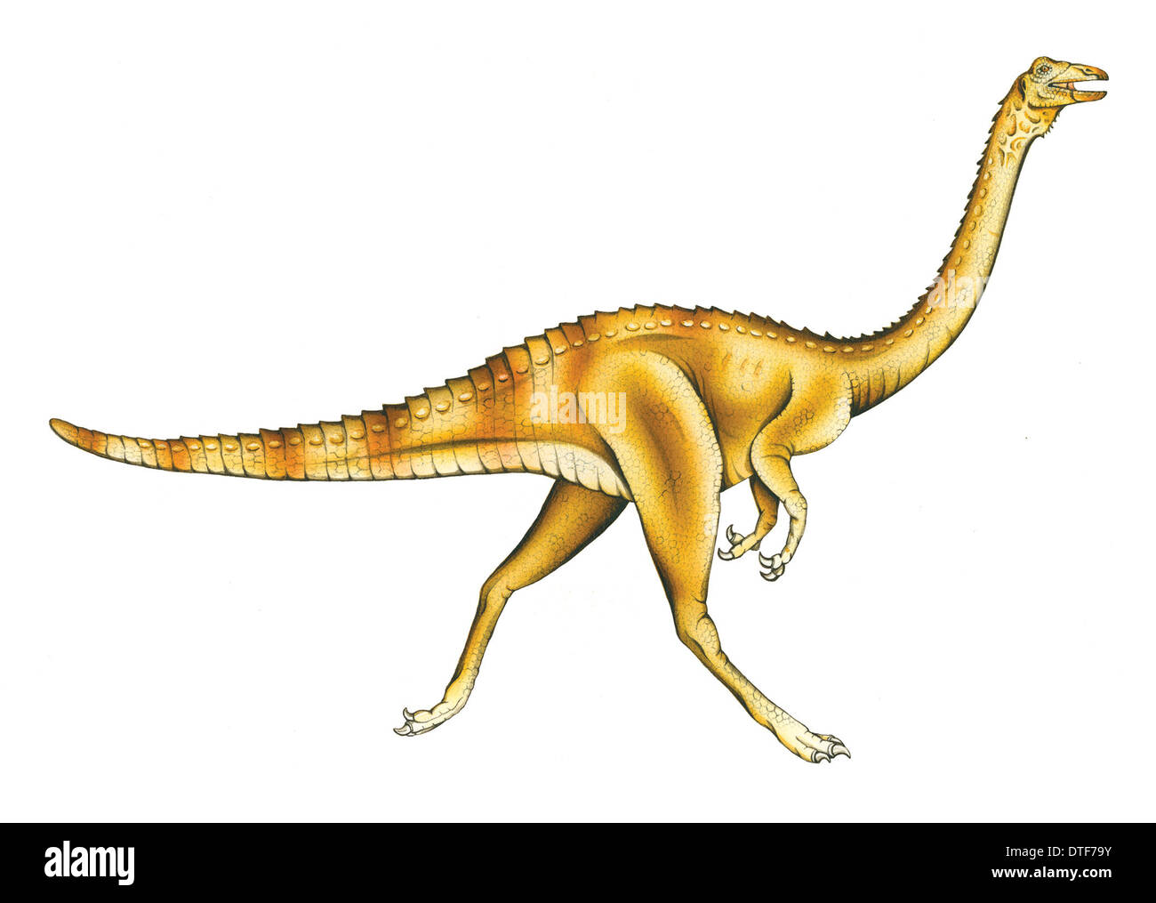 Gallimimus Stockfoto