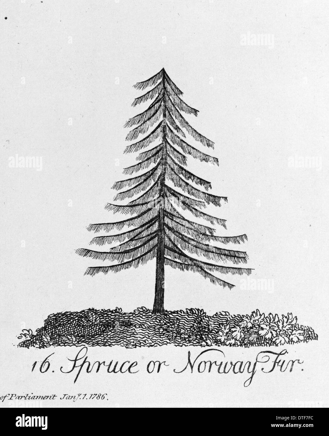 Fichte oder Tanne Norwegen Stockfoto