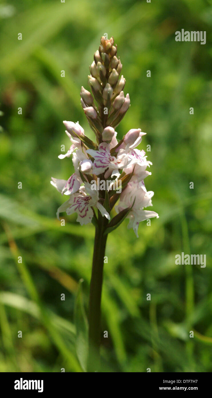 Dactylorhiza Fuchsii, gemeinsame Orchidee entdeckt Stockfoto