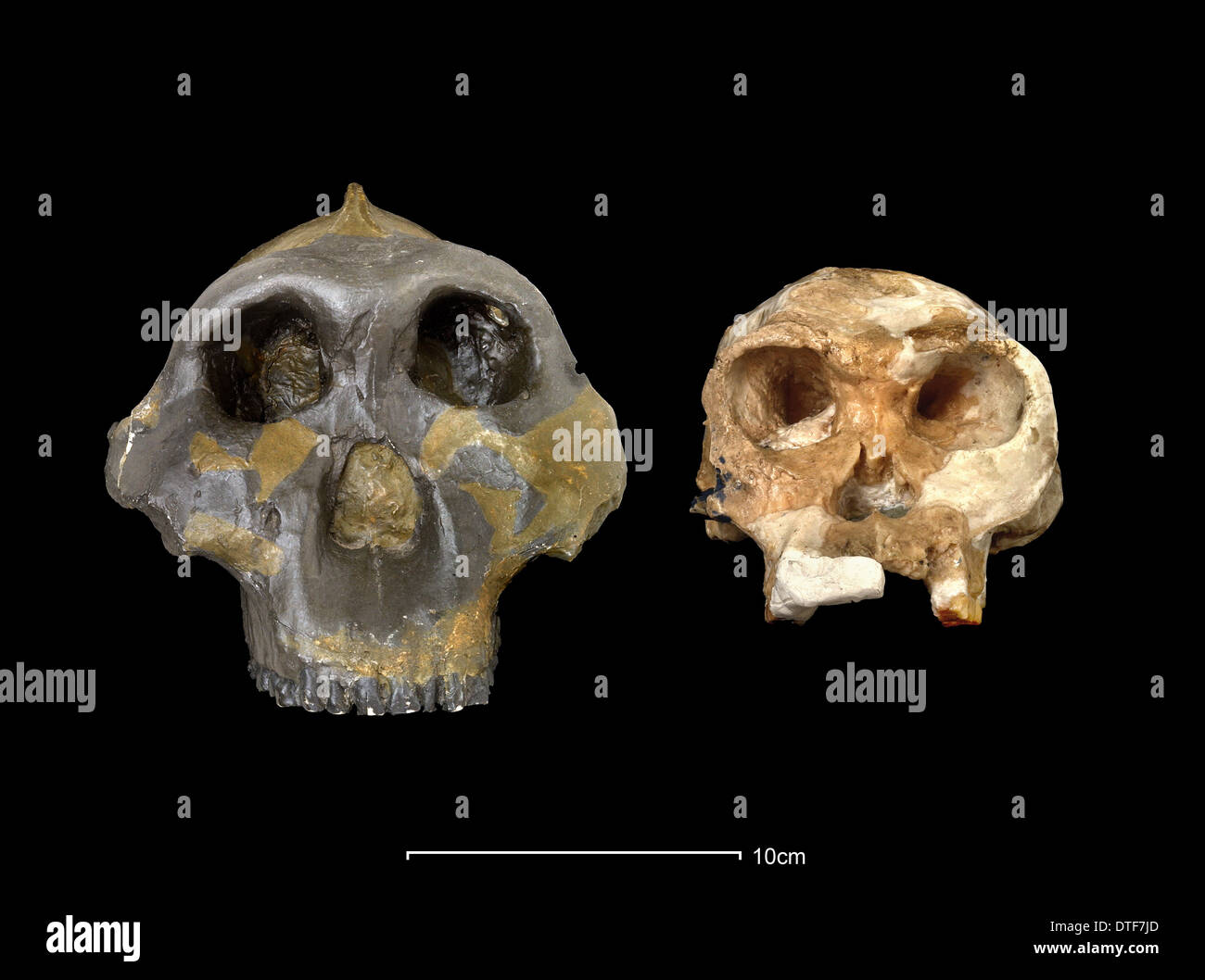 Australopithecus robustus (OH5) & forschungsrelevante Homo Habilis (OH24) Stockfoto